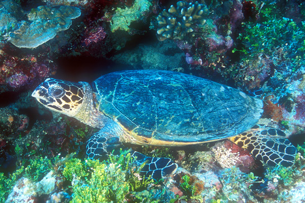 002HawksbillTurtle