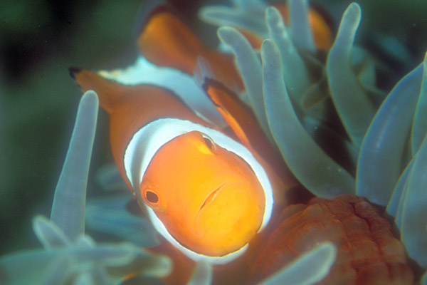 004Anemonefish