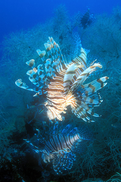 012Lionfish