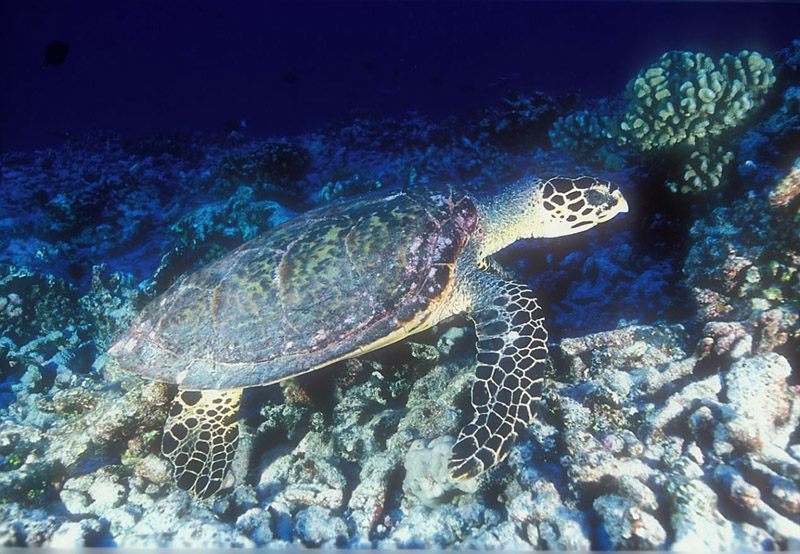 0010HawksbillTurtle