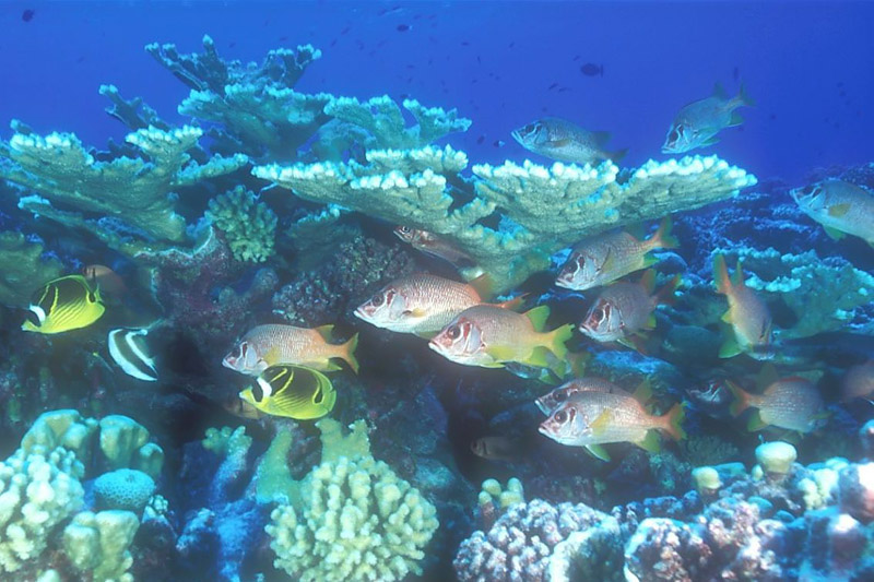 006Butterflyfish&Snappers