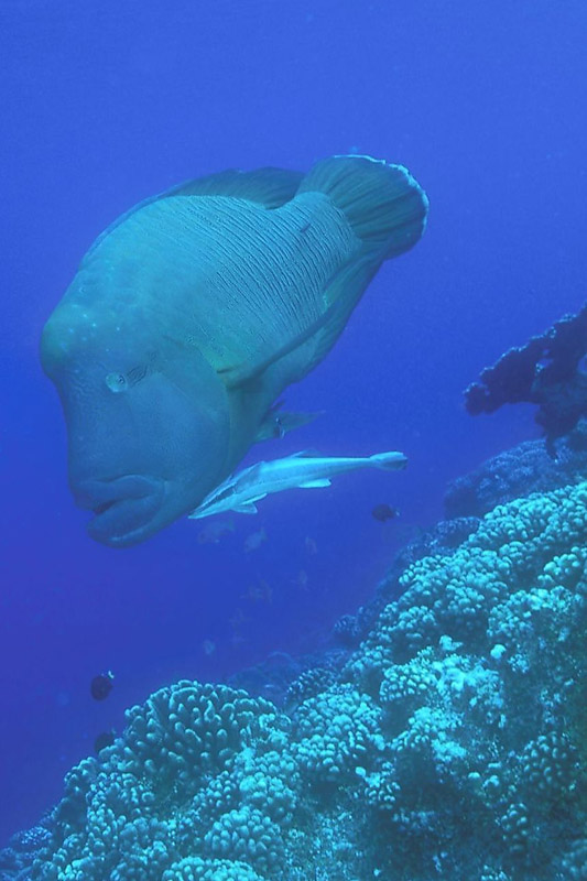 008HumpheadWrasse&Remora