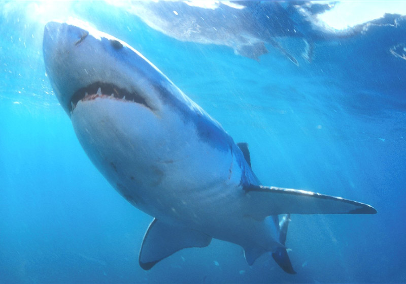 002_GreatWhiteShark